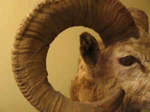 Horns from the Harvard Museum